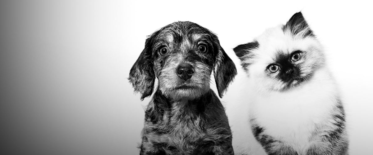 Vet support for recovering pets