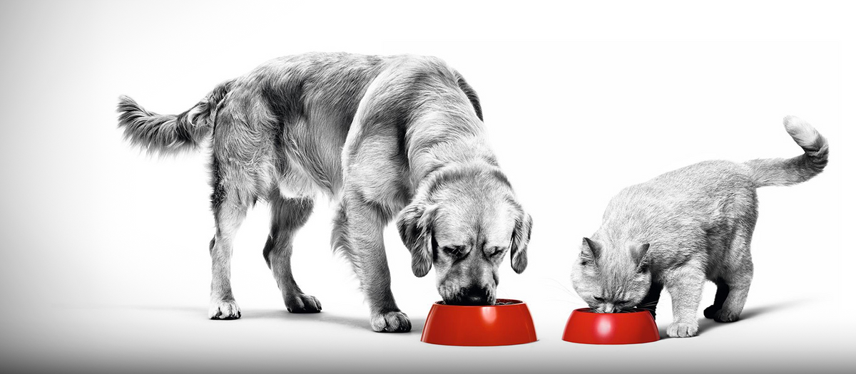 Find your pet's prescribed nutrition
