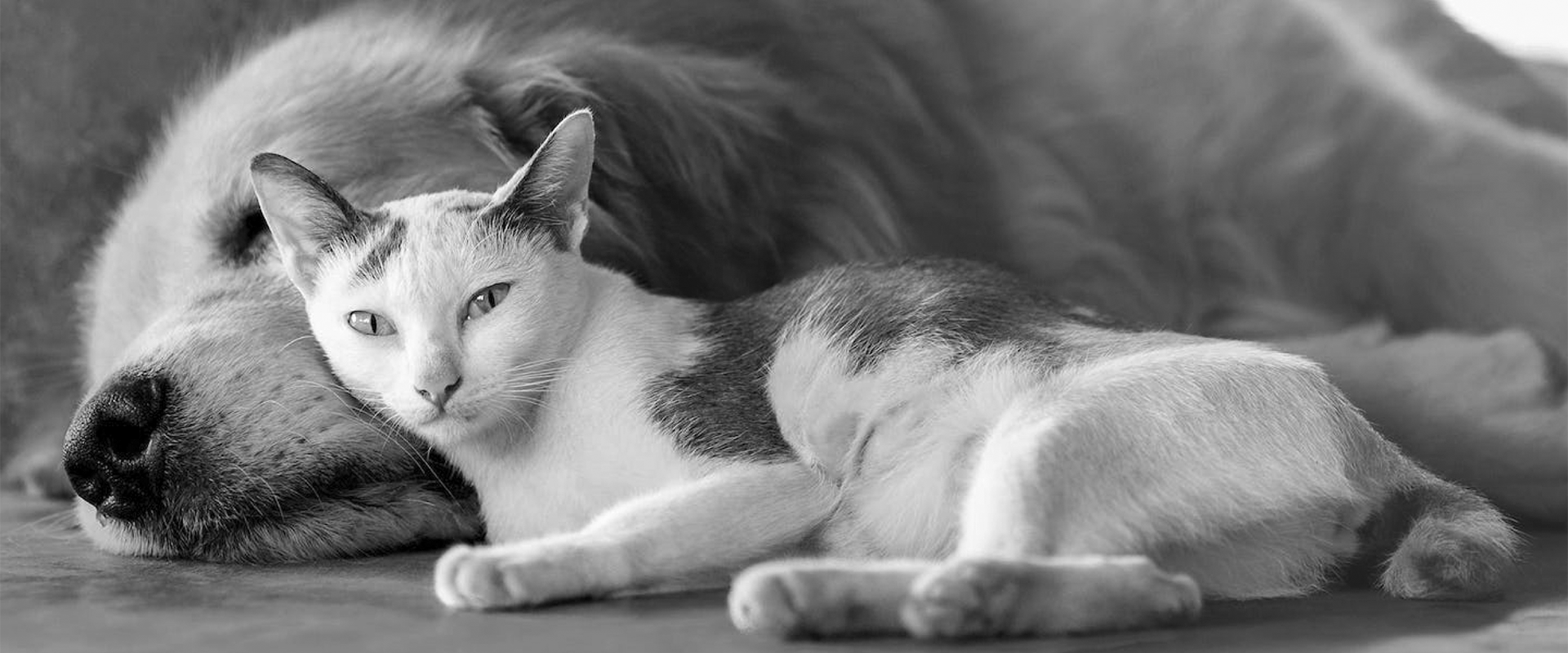 <h1>Precise Nutrition</h1><h1>for Your Pet's Health</h1>